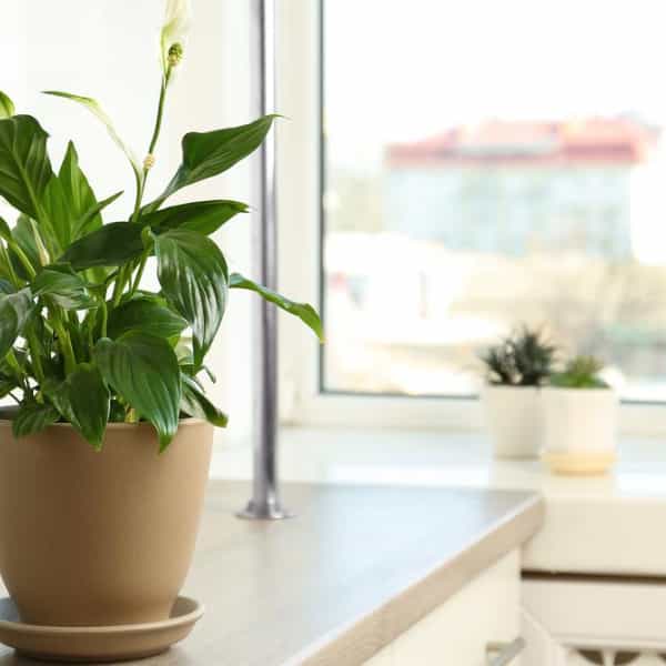 Окна из лиственницы